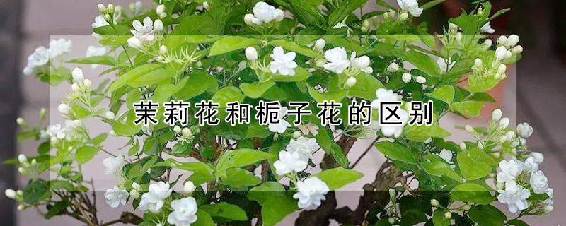 茉莉花和梔子花的區(qū)別