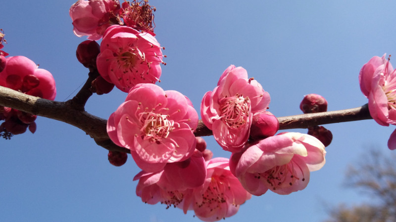 松紅梅的花語(yǔ)
