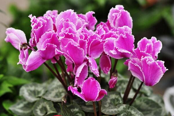 仙客來花期養(yǎng)護(hù)及花后管理，最重要的5個(gè)步驟