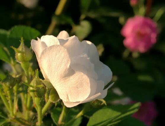 野薔薇花語是什么，野薔薇花語代表著浪漫的愛情