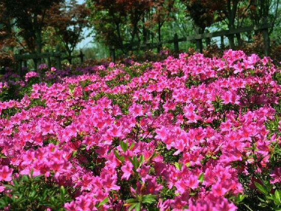 杜鵑花葉子發(fā)黃怎么辦，杜鵑花葉子發(fā)黃解決辦