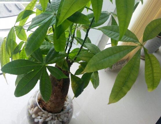 發(fā)財樹營養(yǎng)哪些最合適，氮磷鉀復合肥最為合適