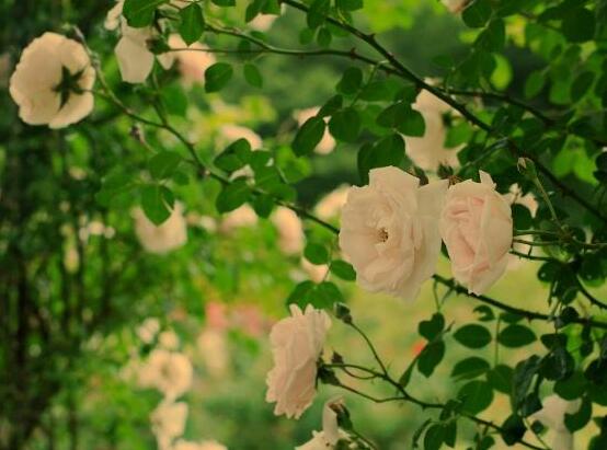 薔薇花花期，薔薇花在哪個季節(jié)開
