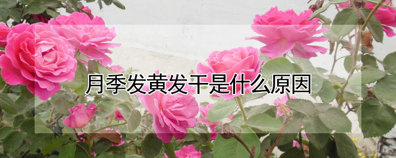 月季發(fā)黃發(fā)干是什么原因