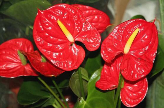 紅掌的花語，象征著大展宏圖、熱情、熱血