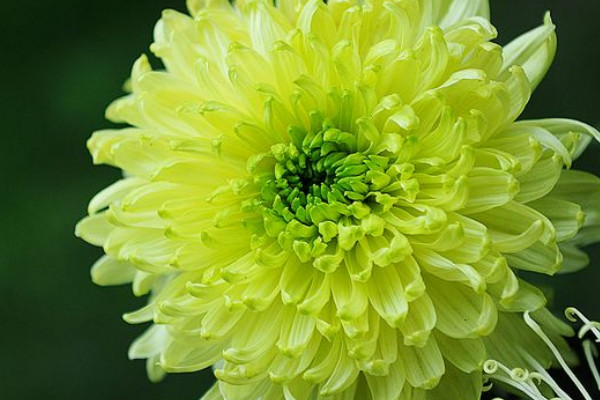 菊花根第二年還可以發(fā)芽嗎