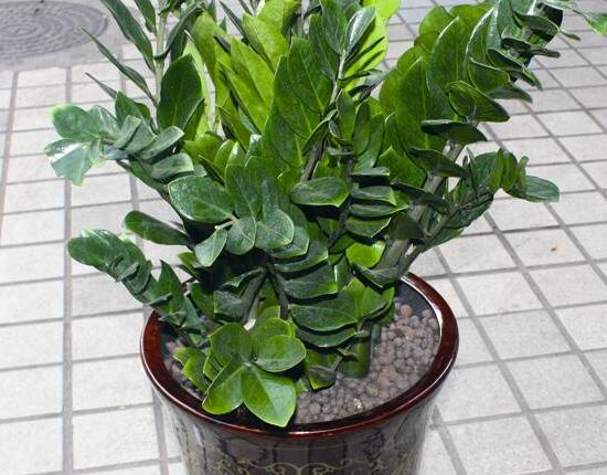 金錢樹冬夏怎么養(yǎng)，金錢樹的冬夏養(yǎng)護問題