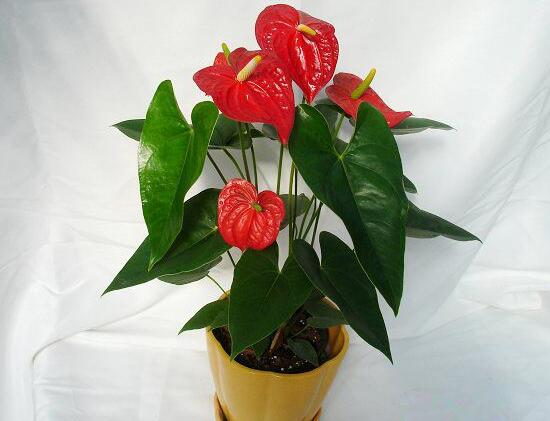 紅掌一年四季都開花嗎，紅掌四季養(yǎng)護(hù)方法