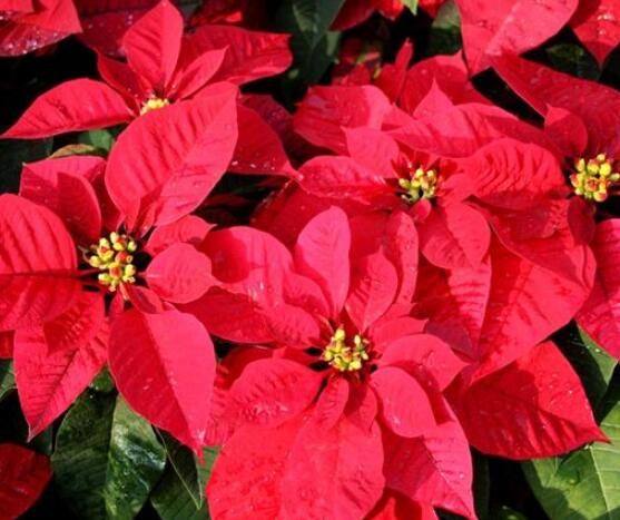 一品紅的花語是什么，普天同慶、共祝新生(圣誕之花)