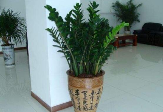 金錢樹開花預(yù)示著什么，金錢樹開花預(yù)示著好運(yùn)不斷