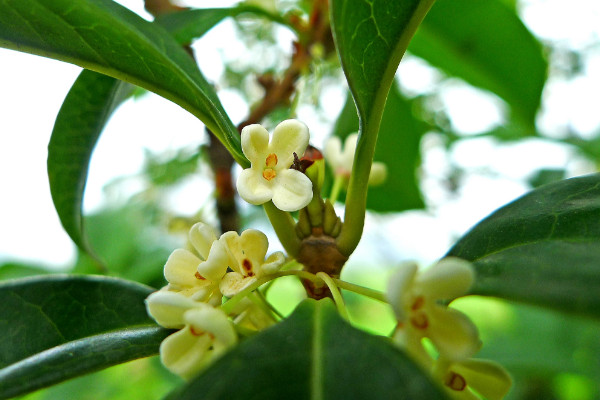 桂花樹新芽尖枯萎原因