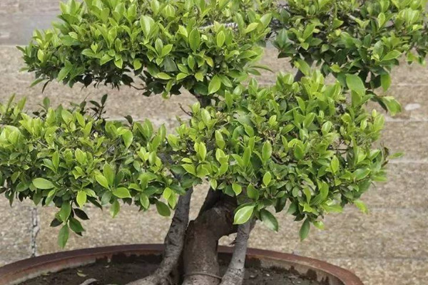 榕樹的養(yǎng)殖方法和注意事項