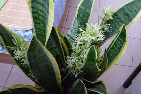 虎皮蘭開花圖片，好看的虎皮蘭開花欣賞
