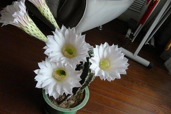 仙人球開花是好事嗎，寓意吉祥如意、好事將至