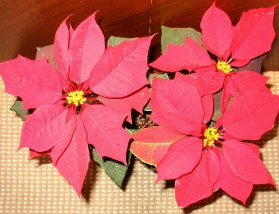 一品紅有毒嗎，一品紅可以放在室內(nèi)養(yǎng)嗎
