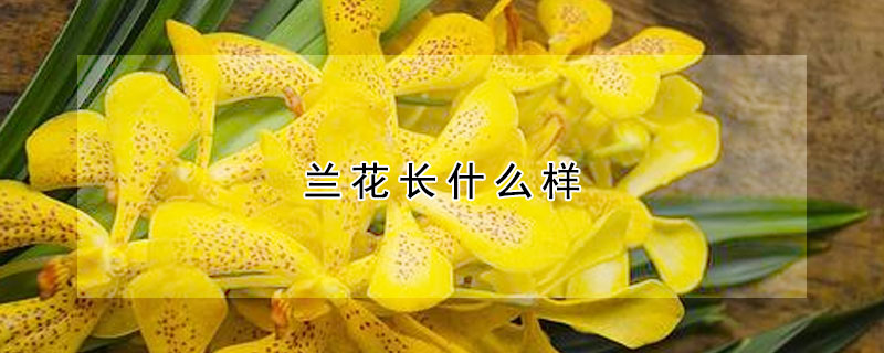 蘭花長(zhǎng)什么樣