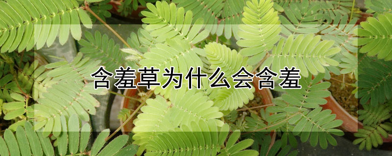 含羞草為什么會(huì)含羞