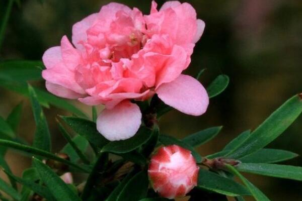 松紅梅的花語(yǔ)