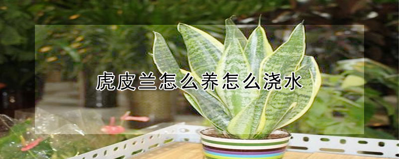 虎皮蘭怎么養(yǎng)怎么澆水