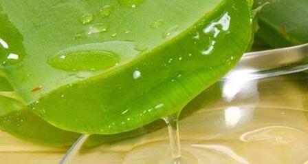 蘆薈的作用與功效，愛(ài)美之人的法寶(美白減肥)