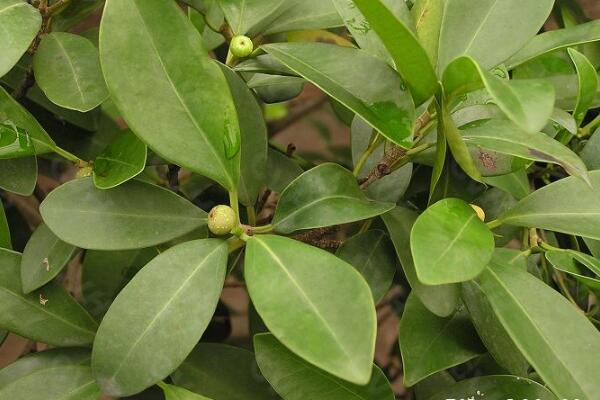 平安樹掉葉子怎么辦，5種原因以及處理方法
