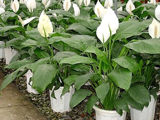 一帆風(fēng)順水養(yǎng)還是土養(yǎng)，土養(yǎng)最為合適(水養(yǎng)易爛根)