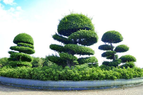 關(guān)于榕樹的介紹，基本信息以及主要價(jià)值介紹