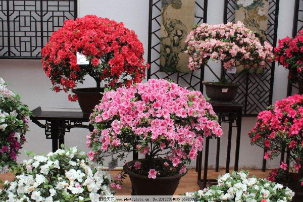 杜鵑花的顏色有哪些，紅紫藍(lán)綠黃白粉等
