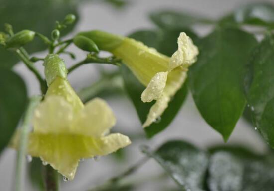 幸福樹什么時候開花，幸福樹的花語是什么？