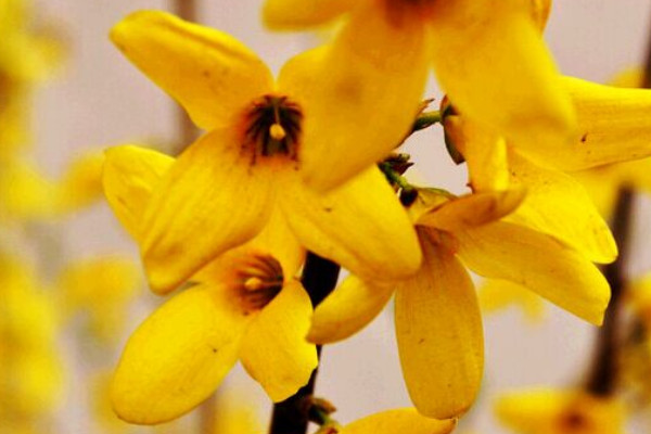 迎春花澆水過多會(huì)出現(xiàn)什么