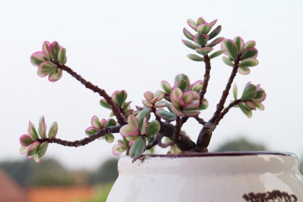 雅樂之舞夏季怎么養(yǎng)，夏季養(yǎng)殖5大要點(diǎn)