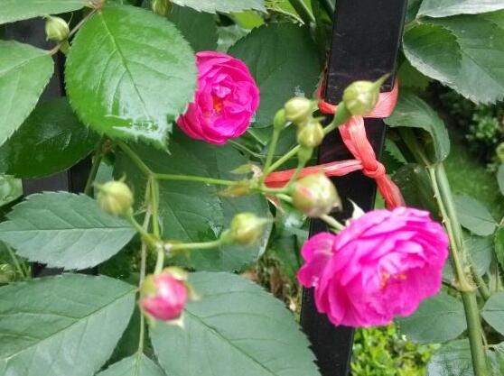 薔薇花蟲害及防治方法，薔薇花三種蟲害防治辦法