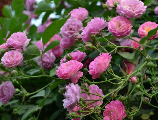 薔薇花的種植方法，盤點(diǎn)薔薇花七大種植方法