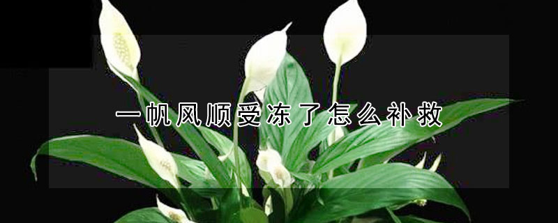 一帆風(fēng)順受凍了怎么補(bǔ)救