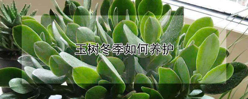 玉樹冬季如何養(yǎng)護(hù)