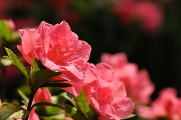 杜鵑花開(kāi)花后怎么修剪，剪掉殘花和爛枝