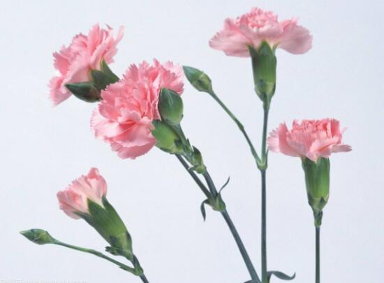 康乃馨有毒嗎，康乃馨能養(yǎng)在臥室嗎