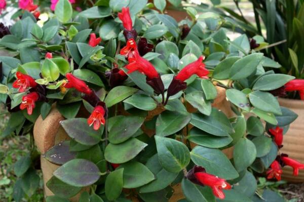 口紅吊蘭開花時間，每年的11月即可開花（花期超過半年）