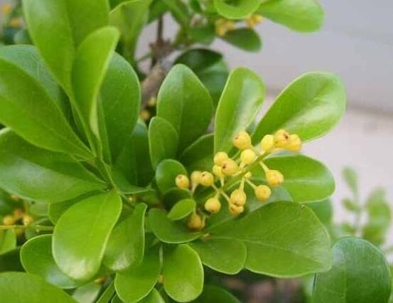 米蘭花怎么養(yǎng)，八個(gè)好方法教你養(yǎng)殖好