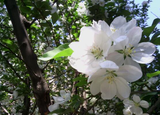 海棠花爛根怎么辦，海棠花爛根解決辦法