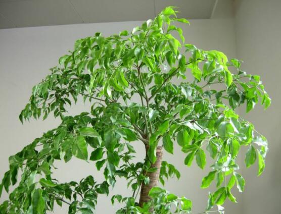 幸福樹不長(zhǎng)葉子怎么辦，做好這四點(diǎn)可生長(zhǎng)的茂盛碧綠
