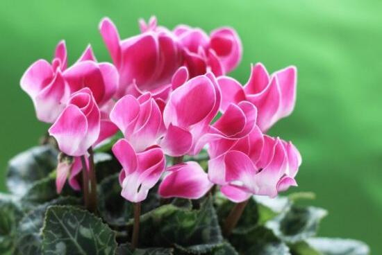 仙客來(lái)怎么澆水，仙客來(lái)多久澆一次水/三天澆次水