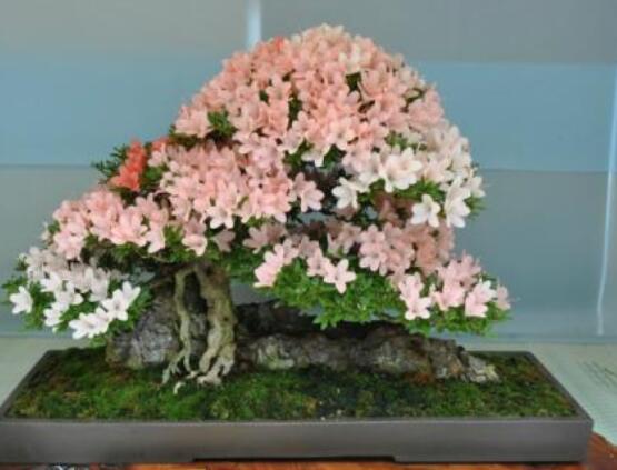 好看的杜鵑花盆景圖片欣賞，花色艷麗、幸福安康