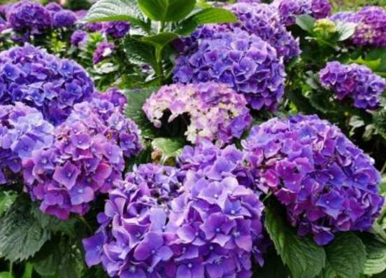 繡球花只長(zhǎng)葉子不開(kāi)花，做好四點(diǎn)解決辦法便花開(kāi)爆盆