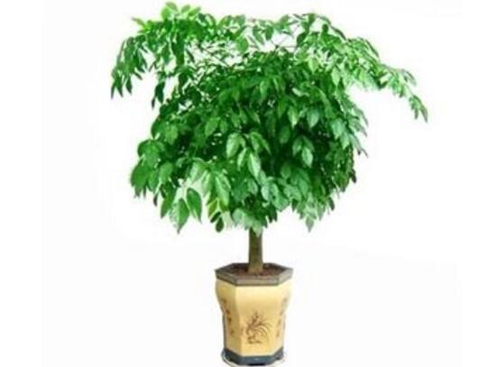 幸福樹的風(fēng)水作用有哪些，幸福樹的作用與功效