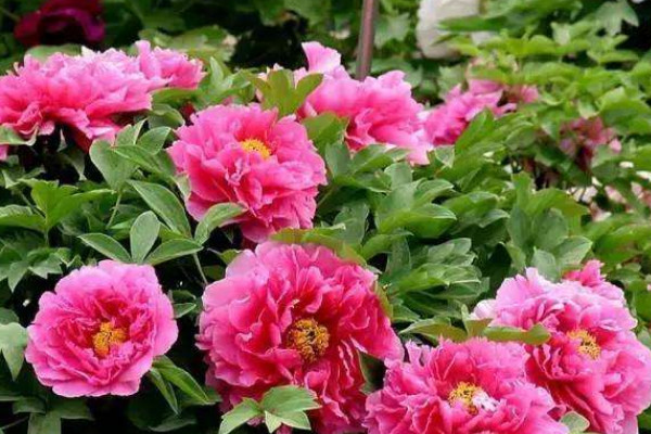 紫氣東來(lái)植物怎么澆水