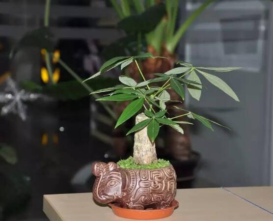 發(fā)財樹養(yǎng)護，注意光照溫度/忌積水、少施肥