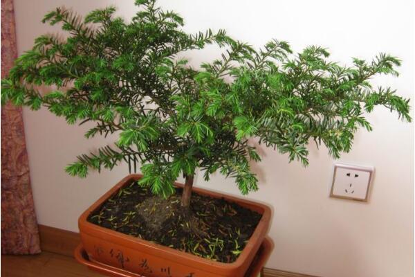 紅豆杉盆景養(yǎng)殖方法，做好這五步是關(guān)鍵