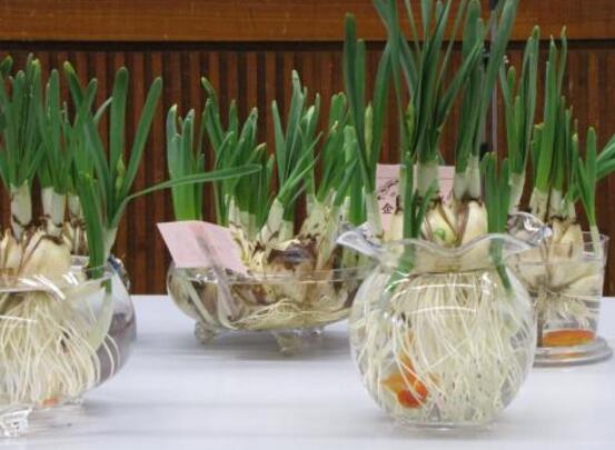 水培水仙花的養(yǎng)殖方法，五個(gè)簡(jiǎn)單小步驟可養(yǎng)好
