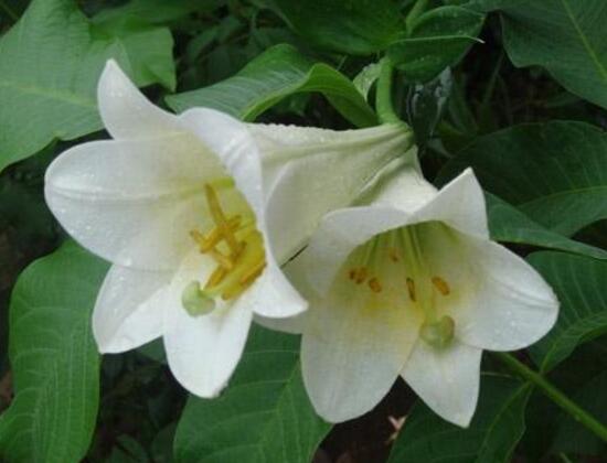 百合花的藥用價(jià)值，百合花的功效與作用